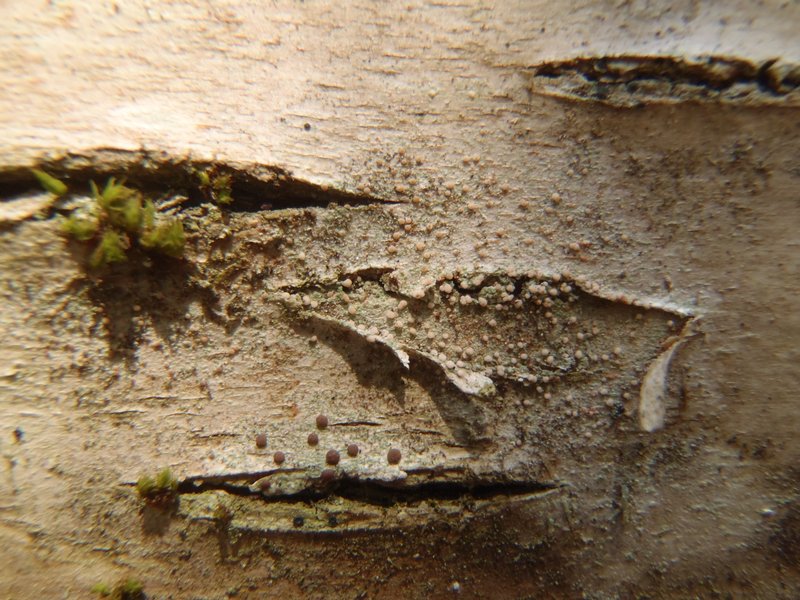 Lecidea albohyalina