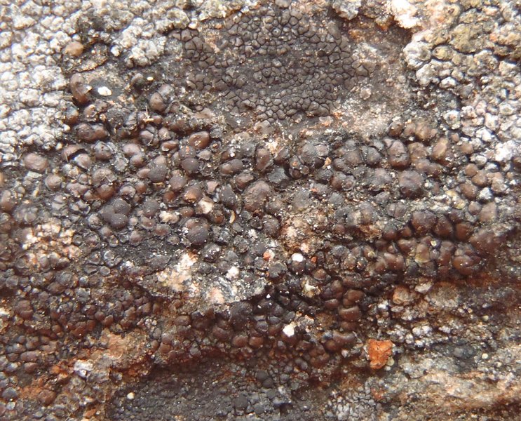 Lecidea atrobrunnea