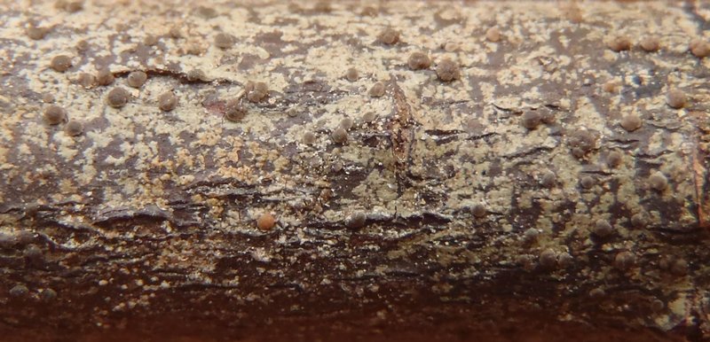 Lecidea betulicola f. endamylea