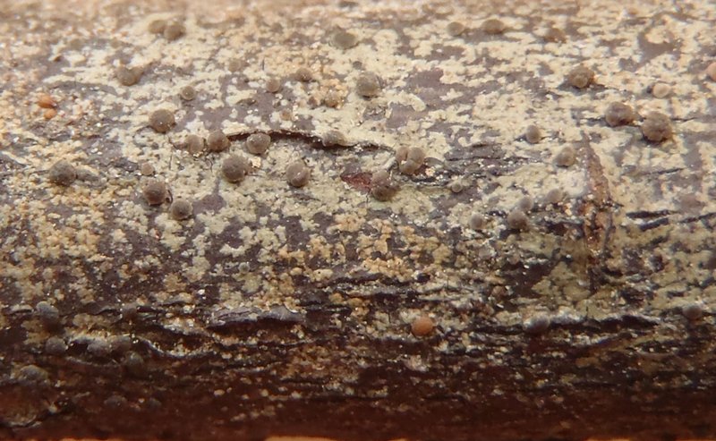 Lecidea betulicola f. endamylea
