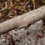 Lecidea betulicola f. endamylea