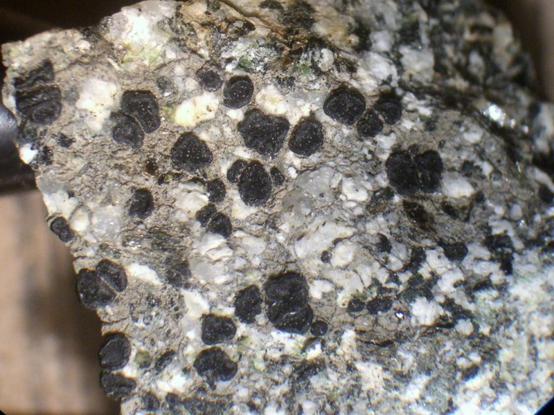 Lecidea diducens