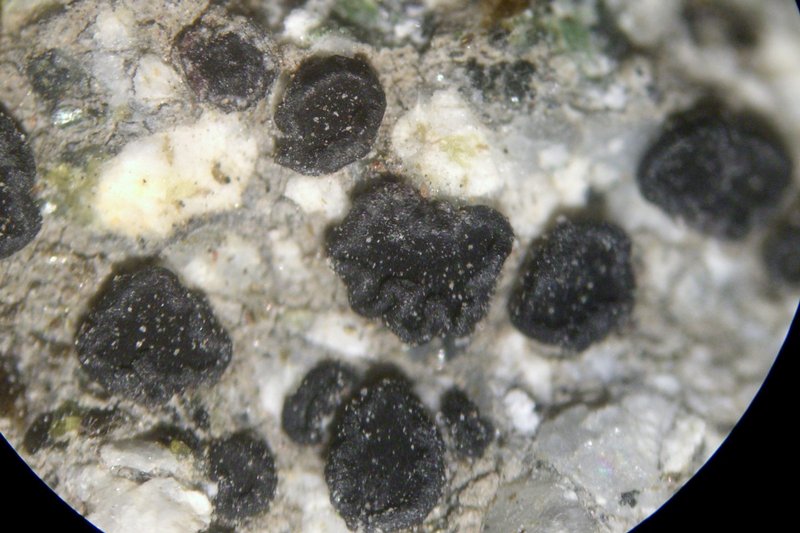 Lecidea diducens