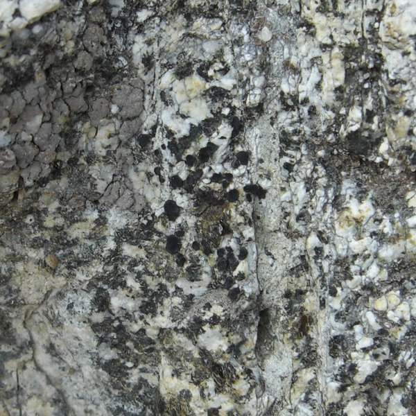 Lecidea diducens