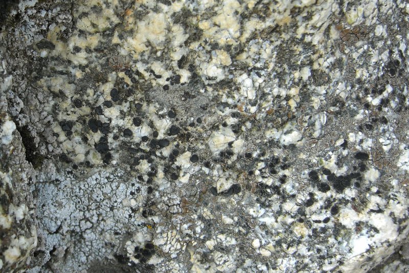 Lecidea diducens