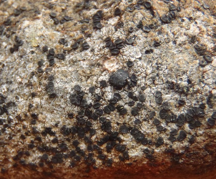 Lecidea diducens
