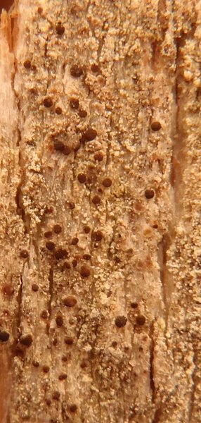 Lecidea enalla