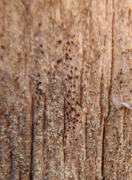Lecidea enalla
