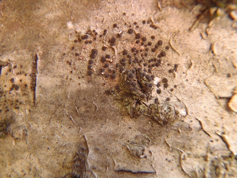 Lecidea enalla