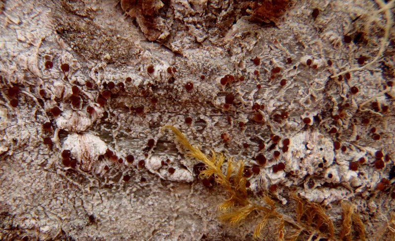 Lecidea erythrophaea