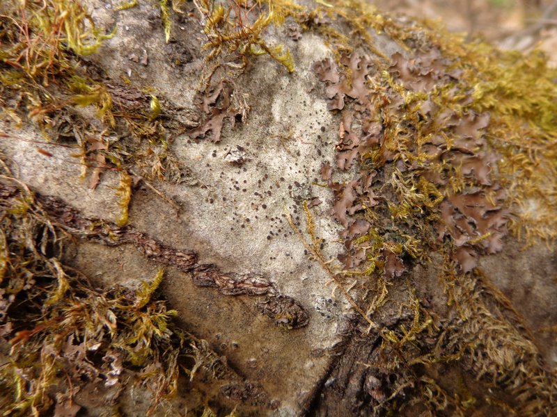Lecidea erythrophaea