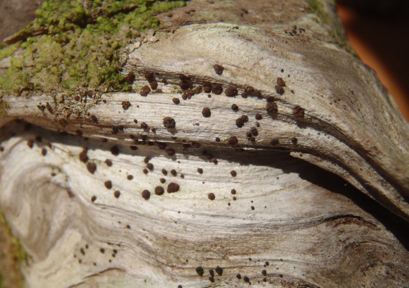 Lecidea erythrophaea