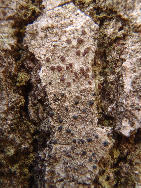 Lecidea erythrophaea