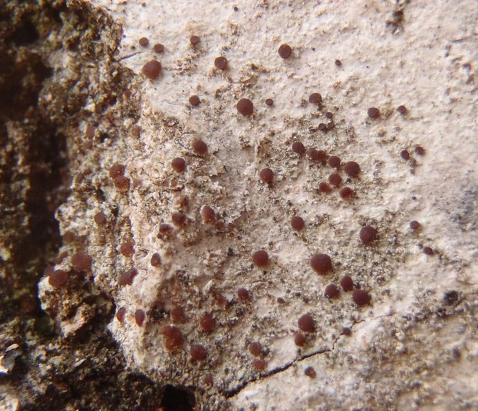Lecidea erythrophaea