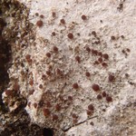 Lecidea erythrophaea