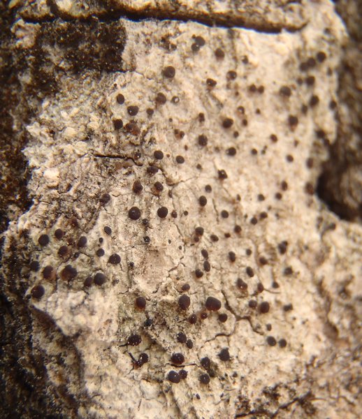 Lecidea erythrophaea