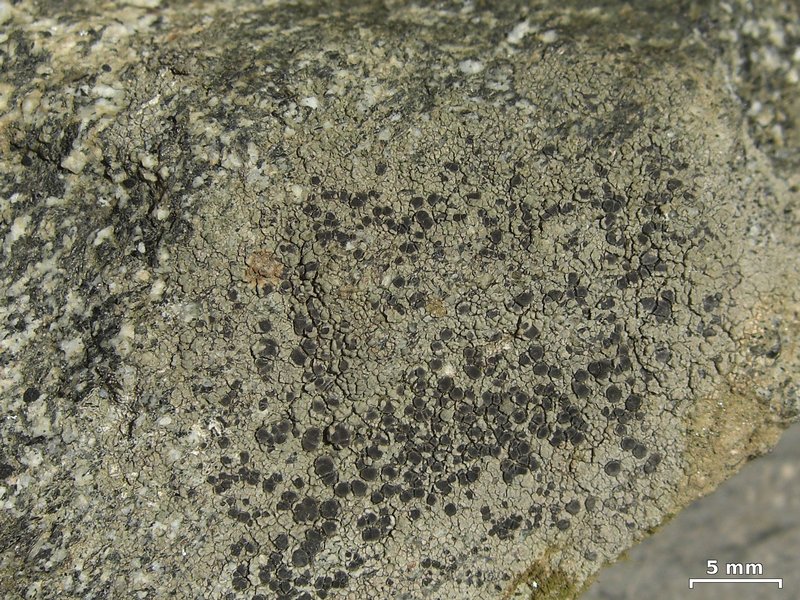 Lecidea fuscoatra