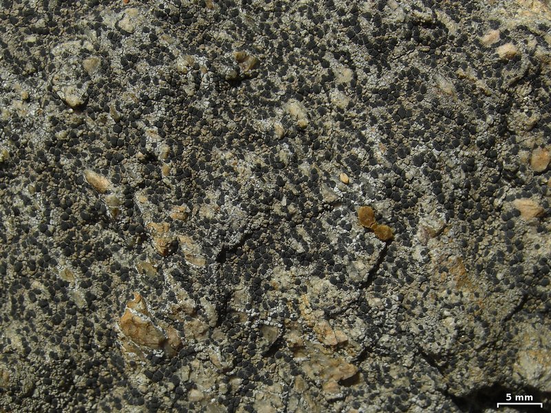 Lecidea fuscoatra