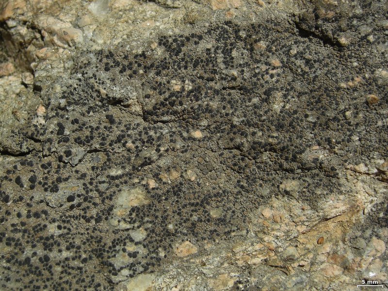 Lecidea fuscoatra