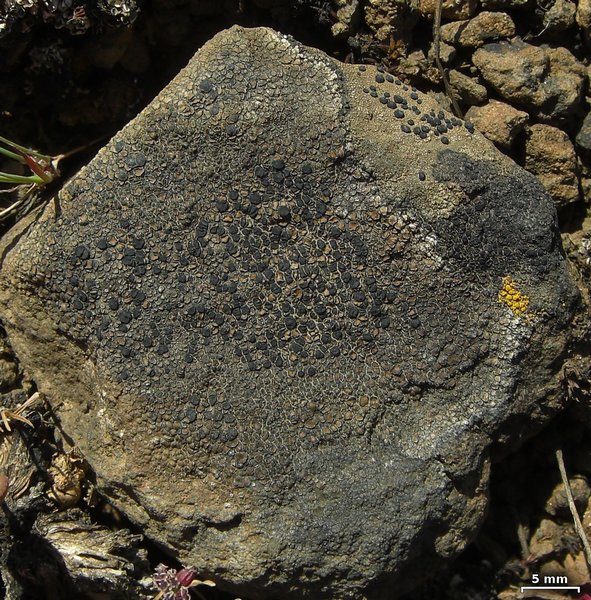 Lecidea fuscoatra
