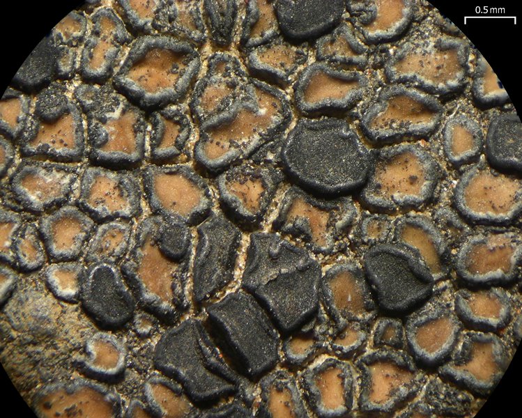 Lecidea fuscoatra