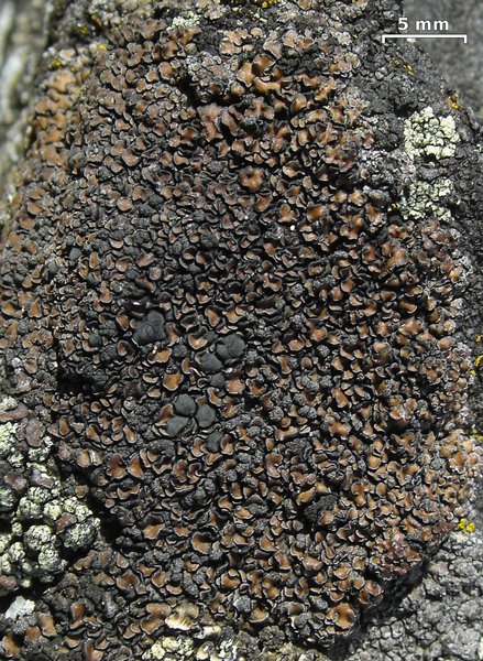 Lecidea fuscoatra
