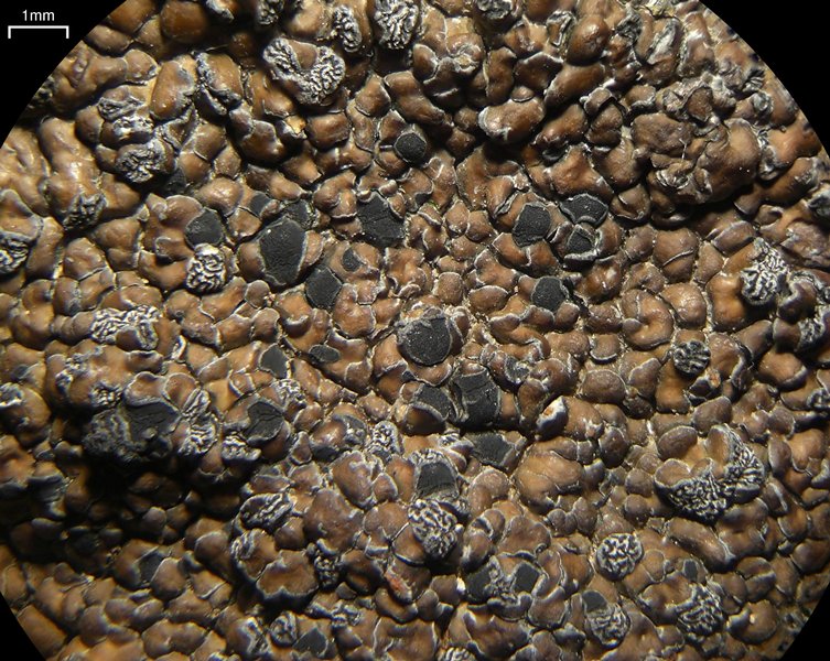 Lecidea fuscoatra