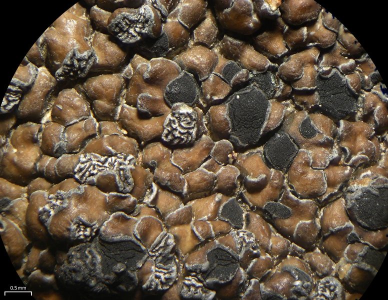 Lecidea fuscoatra