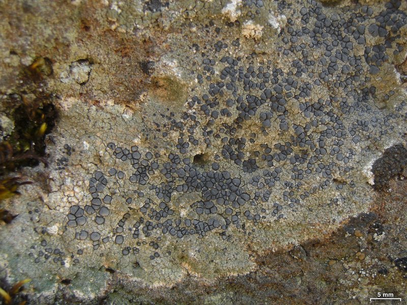 Lecidea fuscoatra