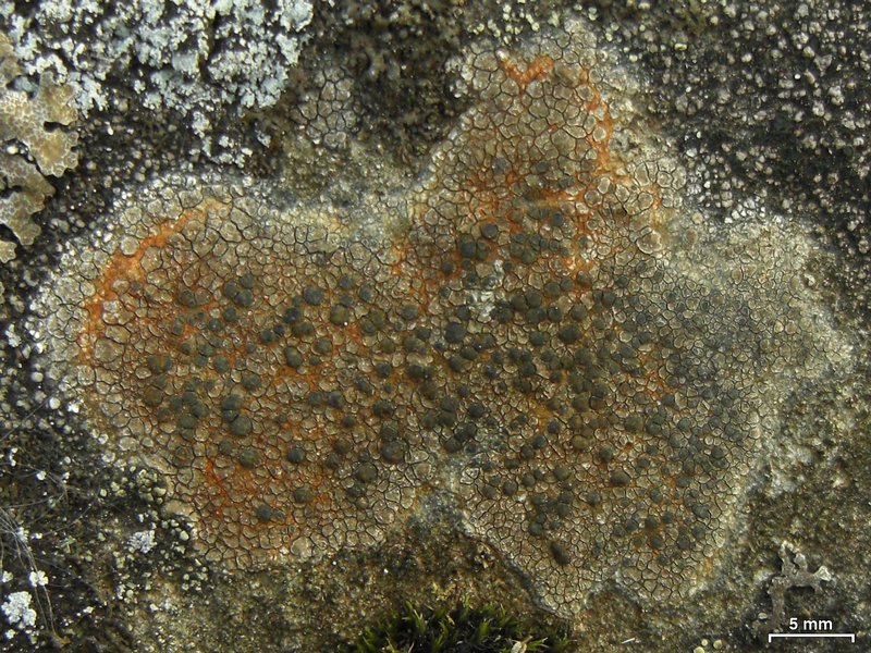 Lecidea fuscoatra