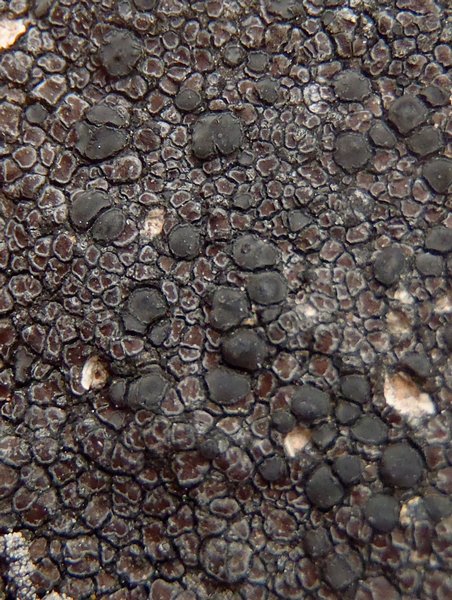 Lecidea fuscoatra