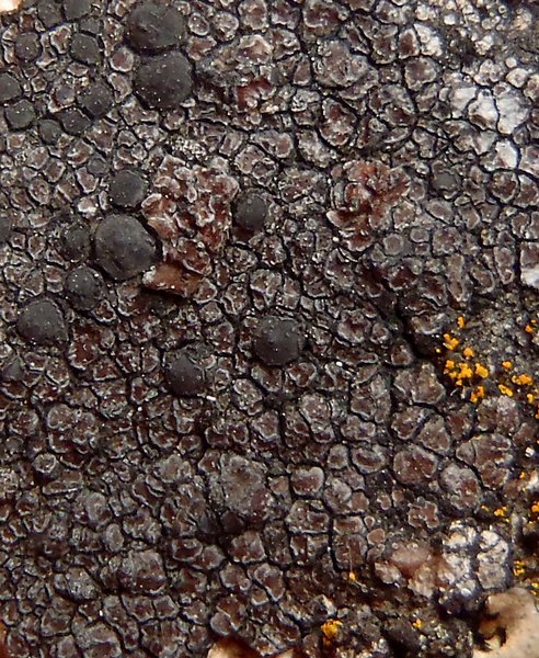 Lecidea fuscoatra
