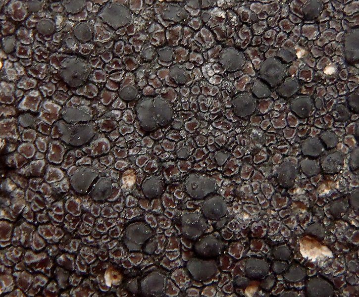 Lecidea fuscoatra