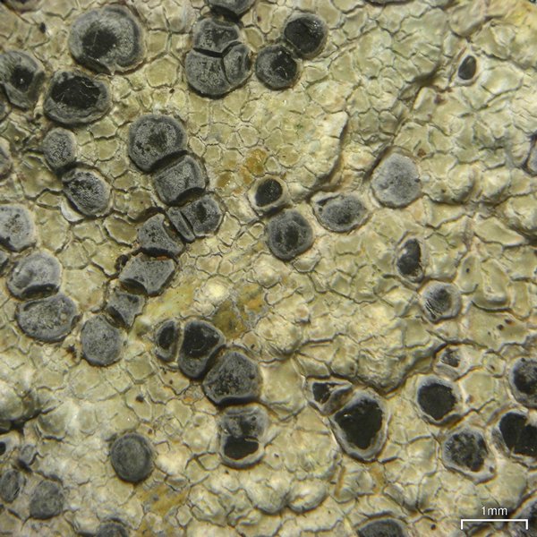 Lecidea fuscoatra