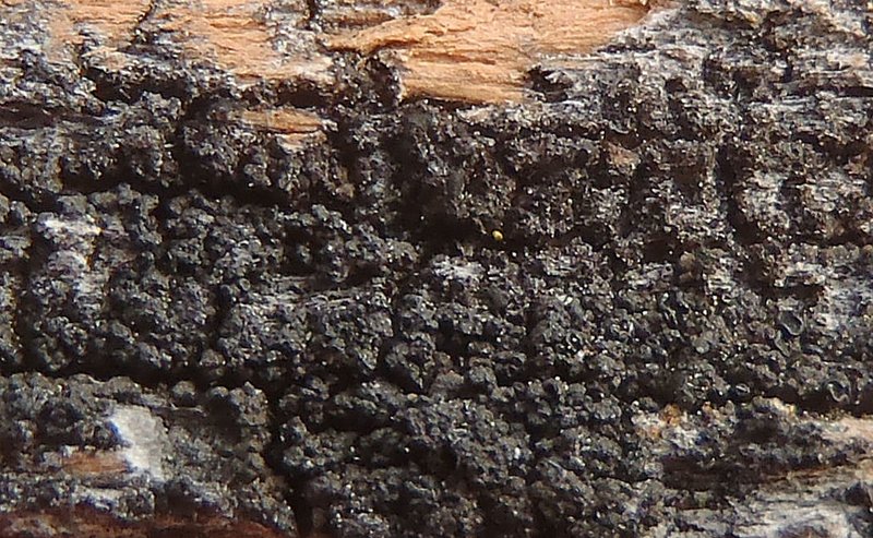 Lecidea globulispora