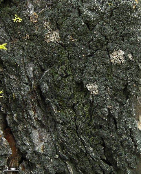 Lecidea holopolia