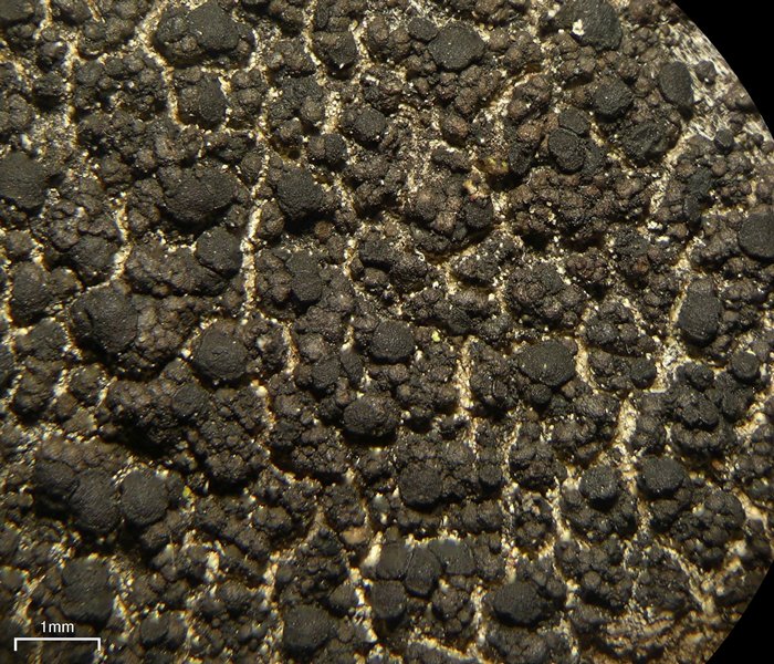 Lecidea holopolia