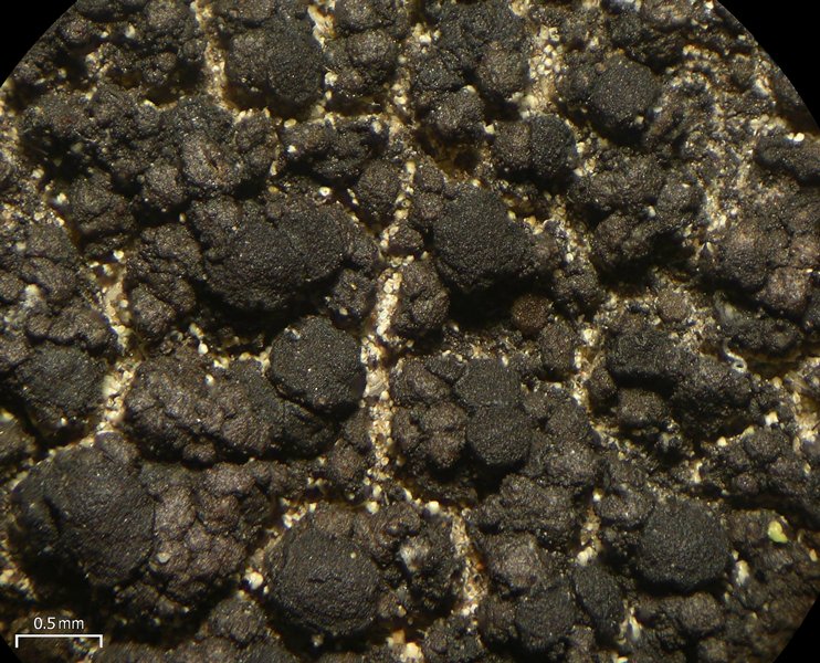 Lecidea holopolia