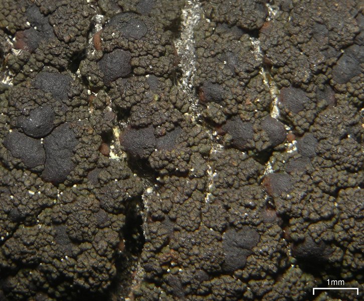 Lecidea holopolia