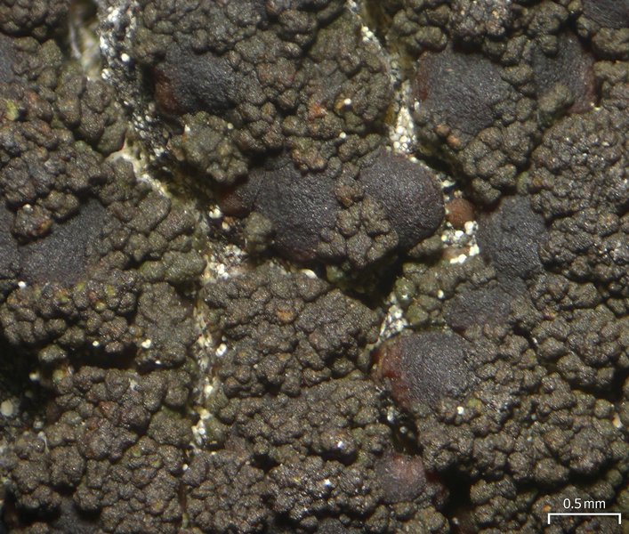 Lecidea holopolia