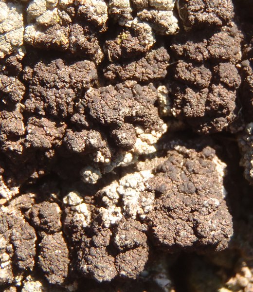 Lecidea holopolia