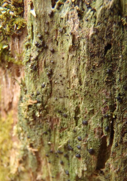 Lecidea hypnorum