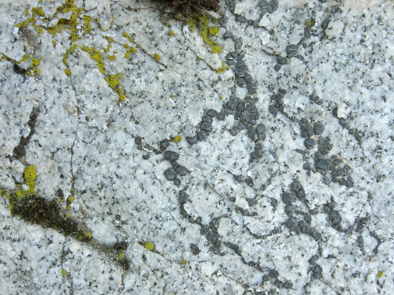 Lecidea laboriosa