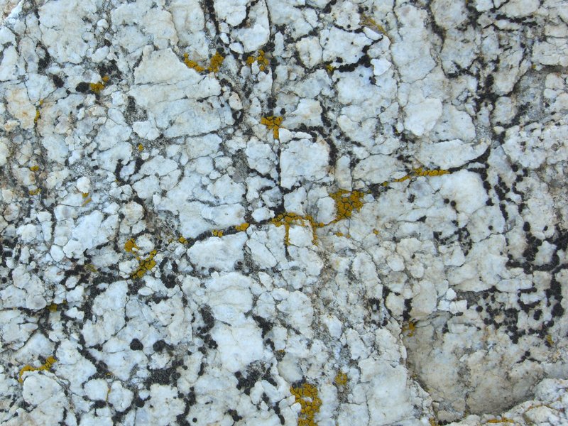 Lecidea laboriosa
