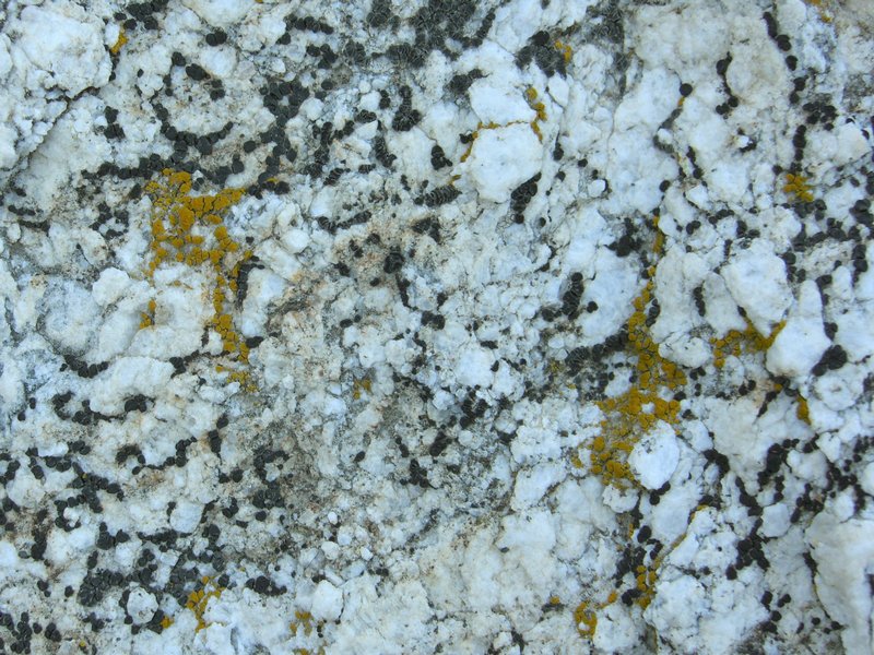 Lecidea laboriosa