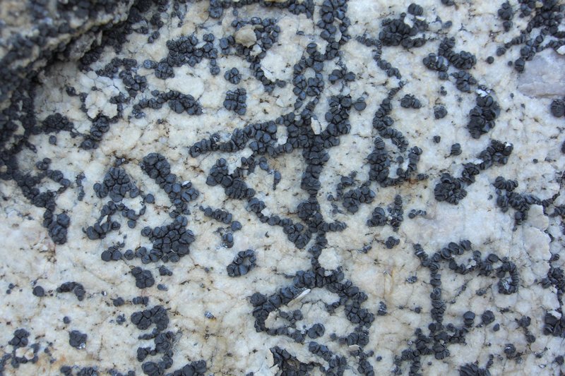 Lecidea laboriosa