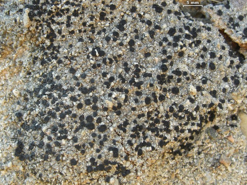 Lecidea laboriosa