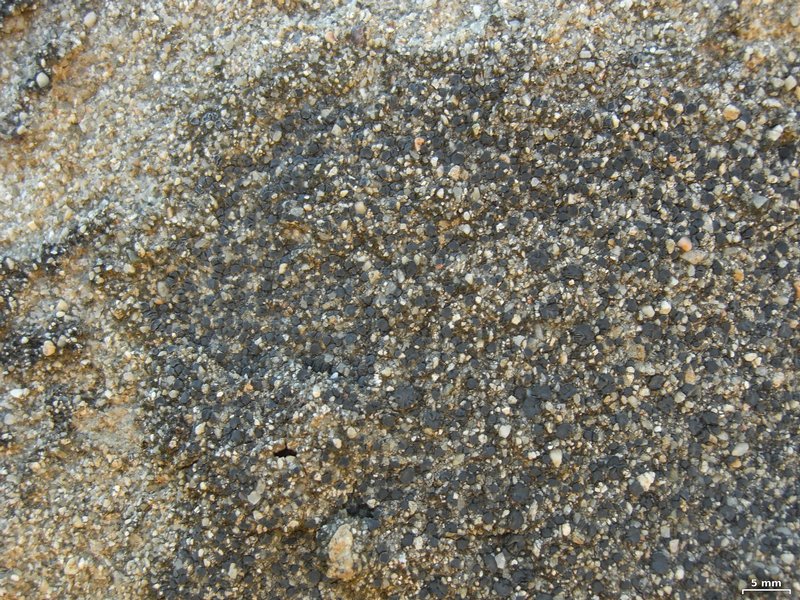 Lecidea laboriosa