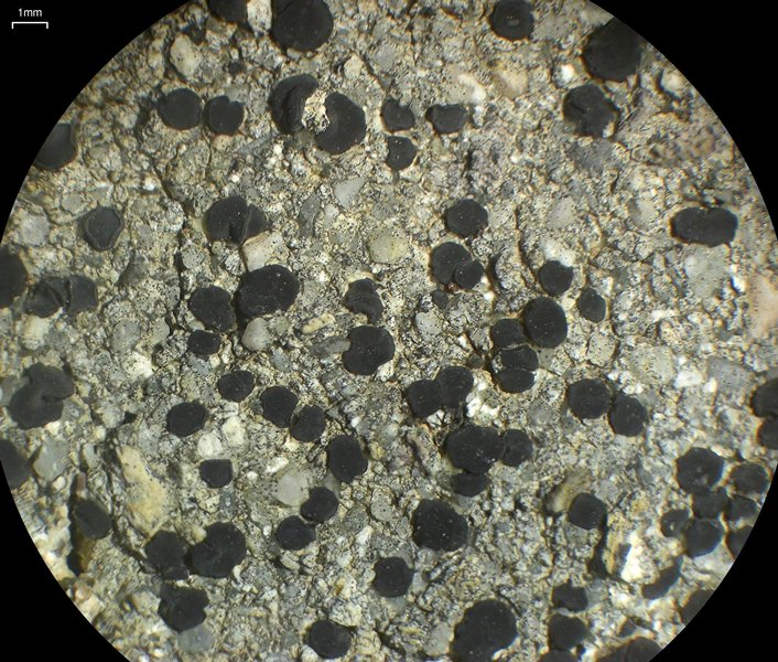 Lecidea laboriosa