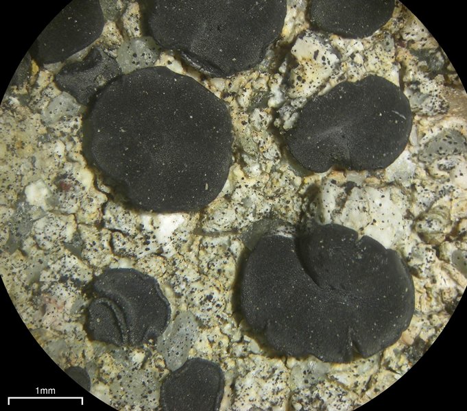 Lecidea laboriosa